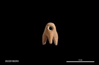 藏品(骨質綴飾)的圖片